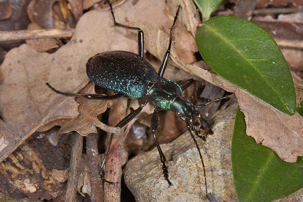 Carabus intricatus